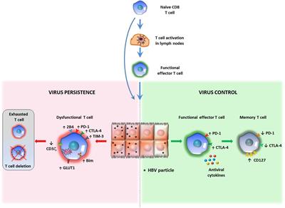 Pathogenetic Mechanisms of T Cell Dysfunction in Chronic HBV Infection and Related Therapeutic Approaches